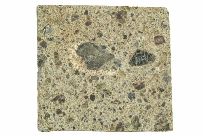 Diogenite Meteorite ( g) Slice - From Vesta Micro-Planet! #313326